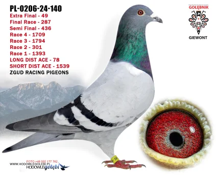 ZGUD RACING PIGEONS PL-0206-24-140