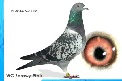 WG Zdrowy Ptak  PL-0344-24-12153