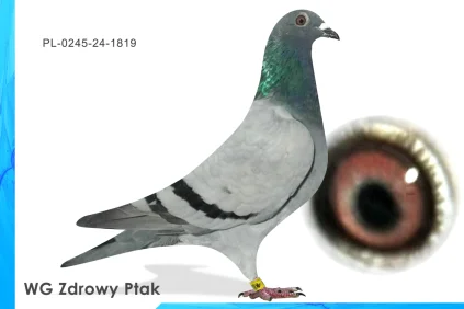 WG Zdrowy Ptak  PL-0245-24-1819