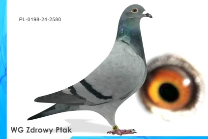 WG Zdrowy Ptak  PL-0198-24-2580