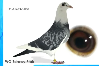 WG Zdrowy Ptak  PL-014-24-10799