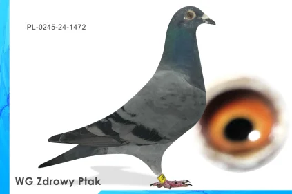 WG Zdrowy Ptak  PL-0245-24-1472