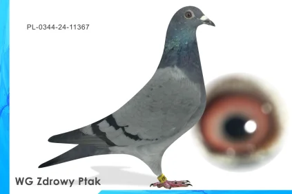 WG Zdrowy Ptak  PL-0344-24-11367