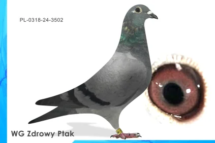 WG Zdrowy Ptak  PL-0318-24-3502