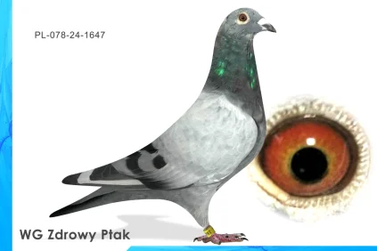 WG Zdrowy Ptak  PL-078-24-1647