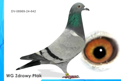 WG Zdrowy Ptak  DV-08969-24-642