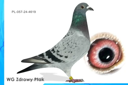 WG Zdrowy Ptak  PL-057-24-4619