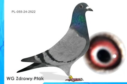 WG Zdrowy Ptak  PL-055-24-2522