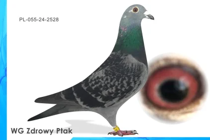 WG Zdrowy Ptak  PL-055-24-2528