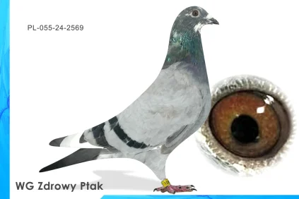 WG Zdrowy Ptak  PL-055-24-2569