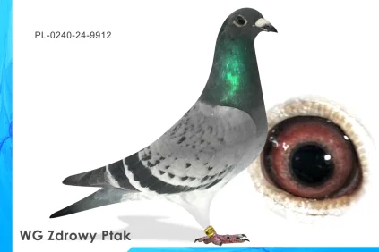 WG Zdrowy Ptak  PL-0240-24-9912