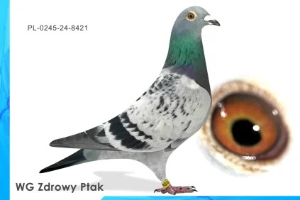 WG Zdrowy Ptak  PL-0245-24-8421