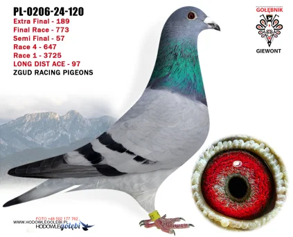 ZGUD RACING PIGEONS PL-0206-24-120