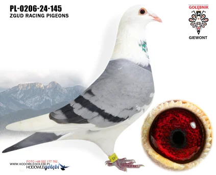 ZGUD RACING PIGEONS PL-0206-24-145