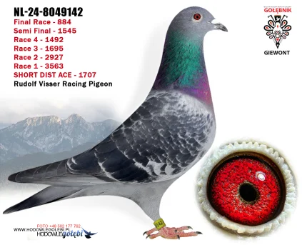 Rudolf Visser Racing Pigeon NL-24-8049142