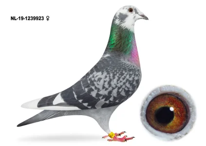 GERALD ENSING NL-19-1239923