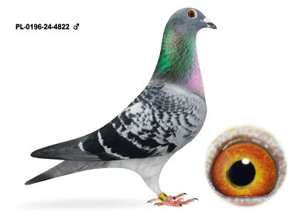 Jan Śliwa PL-0196-24-4822 