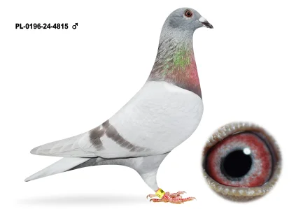 Jan Śliwa PL-0196-24-4815