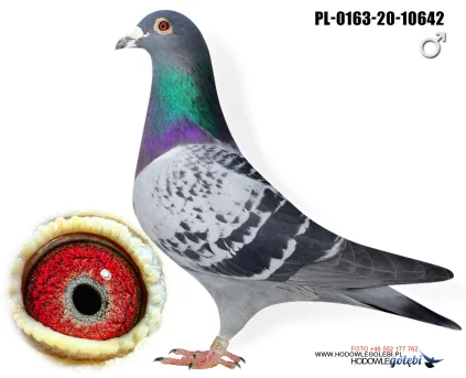 Tadeusz Gierczak PL-0163-20-10642