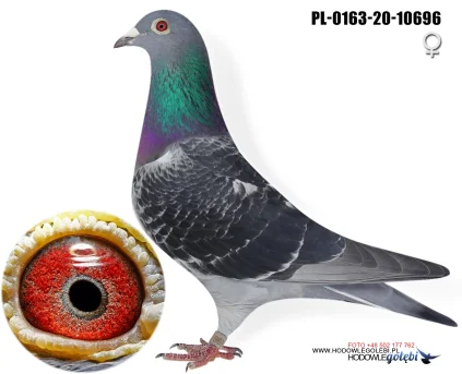 Tadeusz Gierczak PL-0163-20-10696