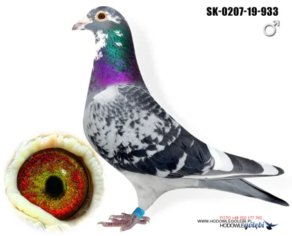 JIRI DVORAK  SK-0207-2016-933
