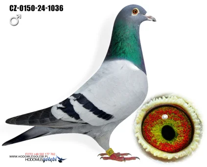 JIRI DVORAK  CZ-0150-24-1036 