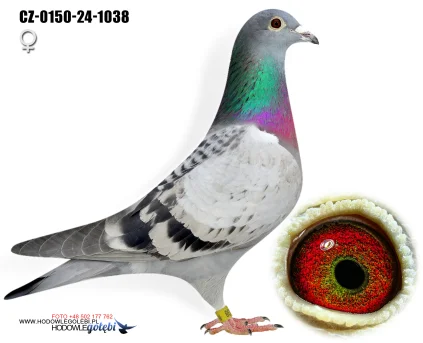 JIRI DVORAK CZ-0150-24-1038