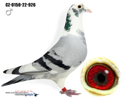 JIRI DVORAK CZ-0150-22-926