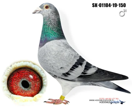 JIRI DVORAK SK-1104-19-150