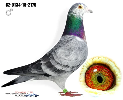 JIRI DVORAK CZ-0134-18-2170