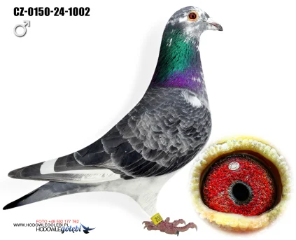 JIRI DVORAK CZ-0150-24-1002
