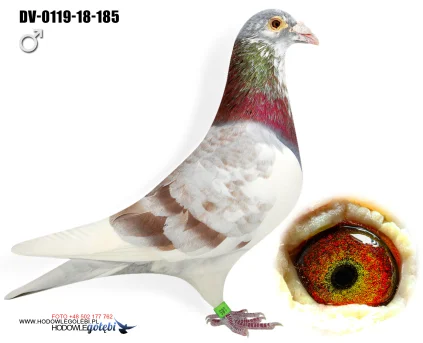 JIRI DVORAK DV-0119-18-185