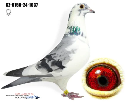 JIRI DVORAK CZ-0150-24-1037