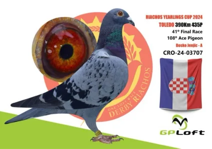 Bosko Jenjic CRO-24-03707