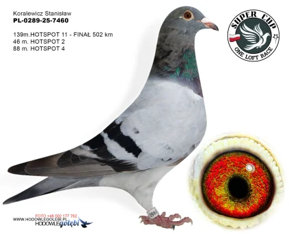 139m./finał Koralewicz Stanisław PL-0289-25-7460