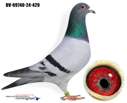 Team Knote Greinert DV-09740-24-429