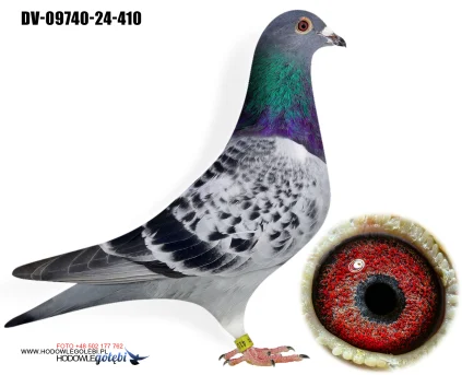 Team Knote Greinert DV-09740-24-410