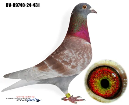 Team Knote Greinert DV-09740-24-431