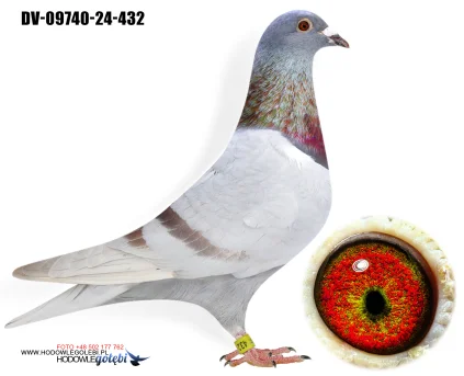 Team Knote Greinert DV-09740-25-432