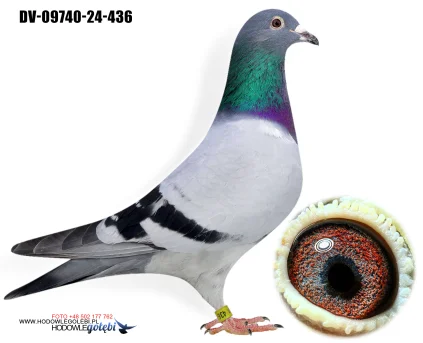 Team Knote Greinert DV-09740-24-436