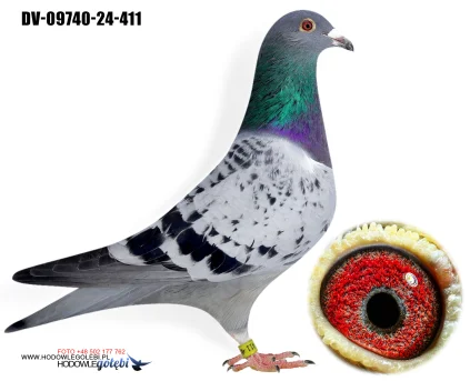 Team Knote Greinert DV-09740-24-411