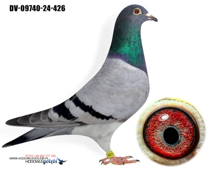 Team Knote Greinert DV-09740-24-426