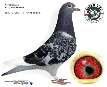 86m./finał Asy Roztocza PL-0224-25-645