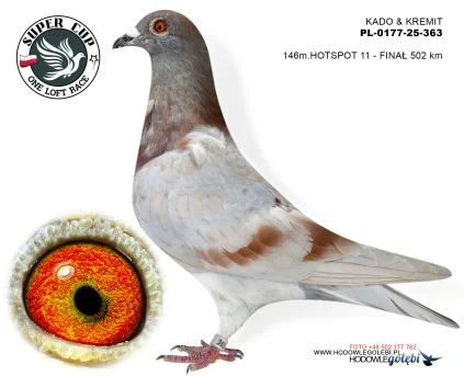 146 m./ finał  KADO & KREMIT PL-0177-25-363