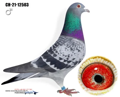 ZG HELIOS CH-21-12503