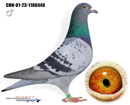 ZG HELIOS CHN-01-23-1180446