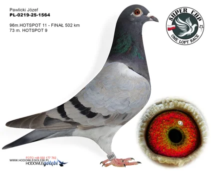96m./finał  Pawlicki Józef PL-0219-25-1564