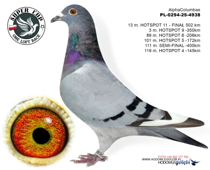 13m./finał Alpha Columbae PL-0294-25-4938