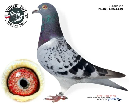 DOLOT Dukacz Jan PL-0291-25-4419