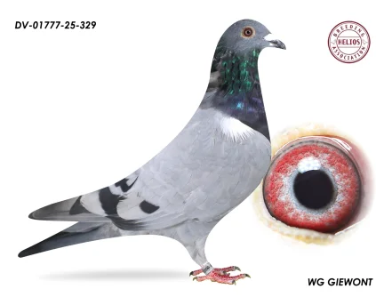 ZG HELIOS DV-01777-258-329 